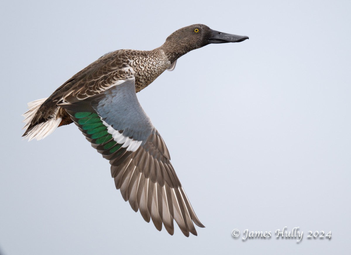 Northern Shoveler - ML641151650