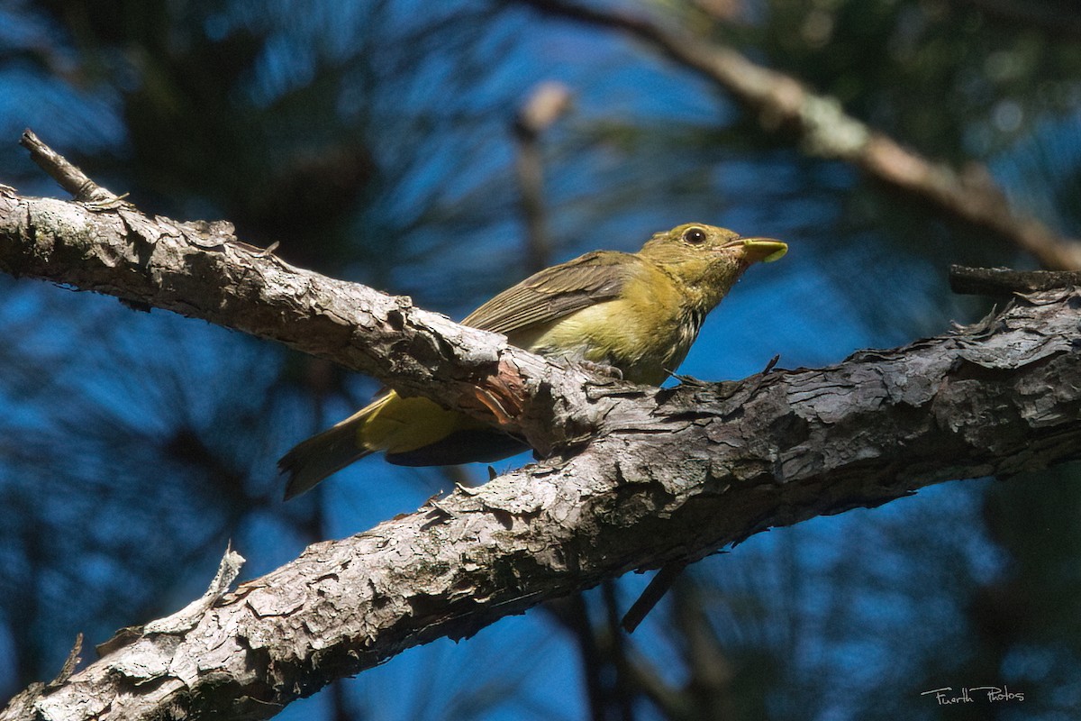 Scarlet Tanager - ML641151652