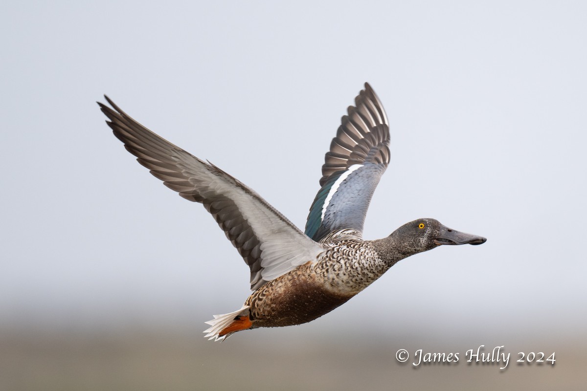 Northern Shoveler - ML641151653