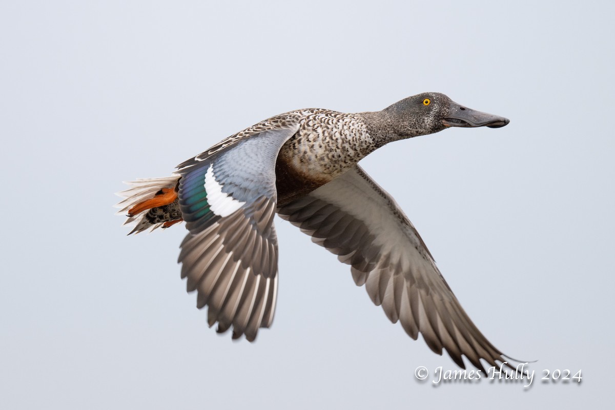 Northern Shoveler - ML641151654