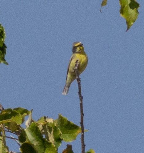 Yellow-fronted Canary - ML641151655