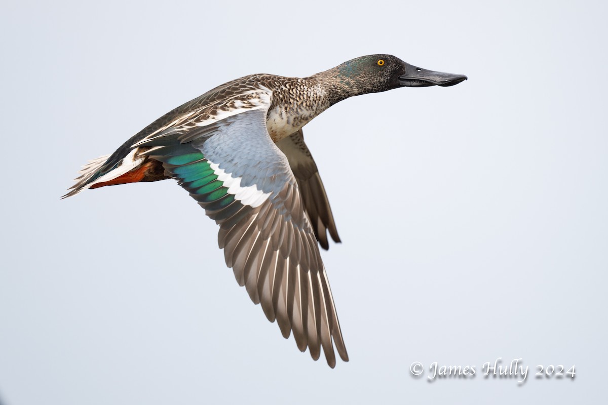 Northern Shoveler - ML641151658