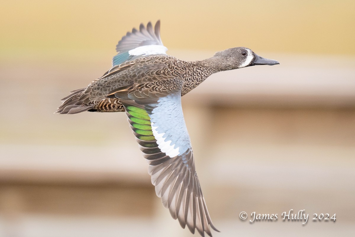 Blue-winged Teal - ML641151663