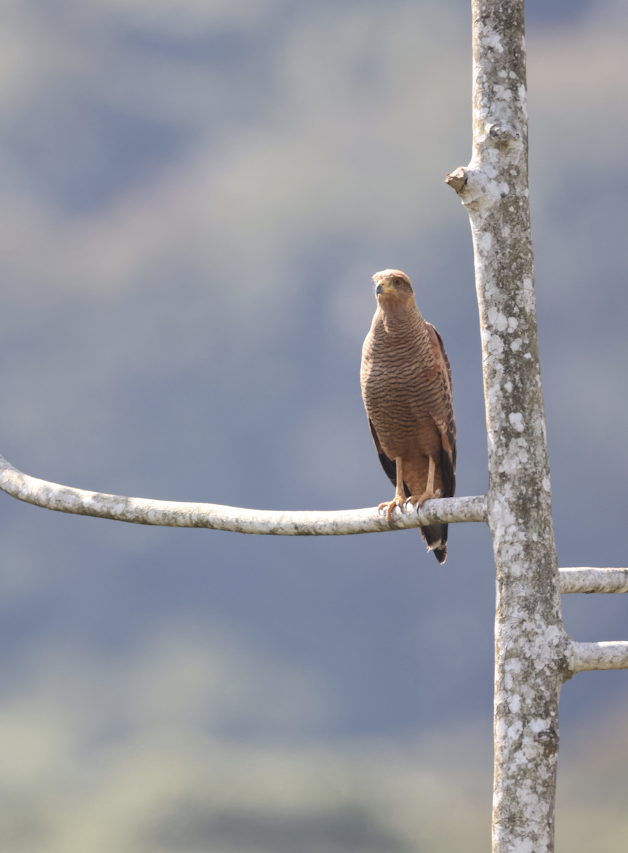 Savanna Hawk - ML641151664