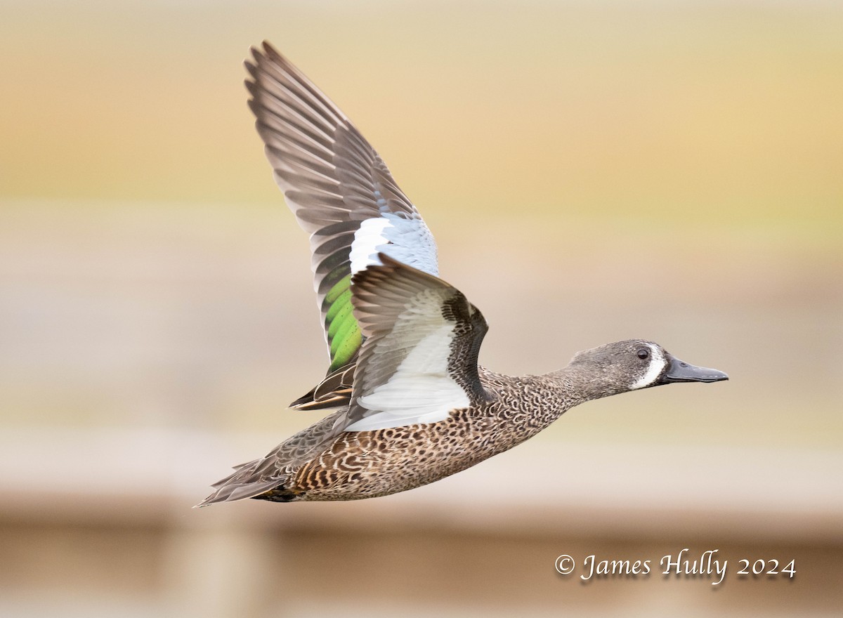Blue-winged Teal - ML641151667