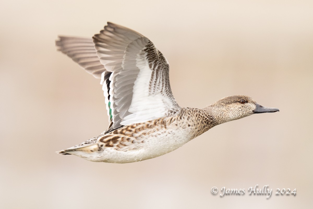 Green-winged Teal - ML641151673