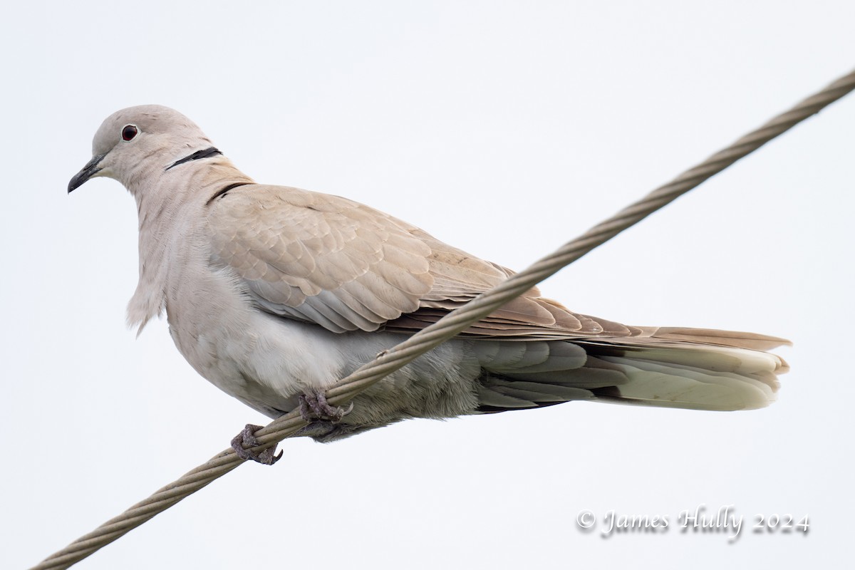 Eurasian Collared-Dove - ML641151677