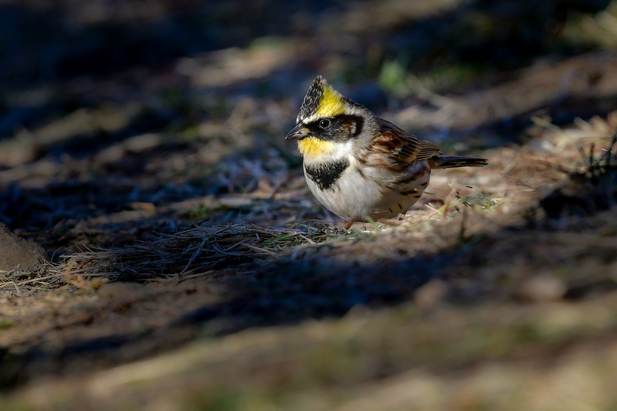 Yellow-throated Bunting - ML641151682