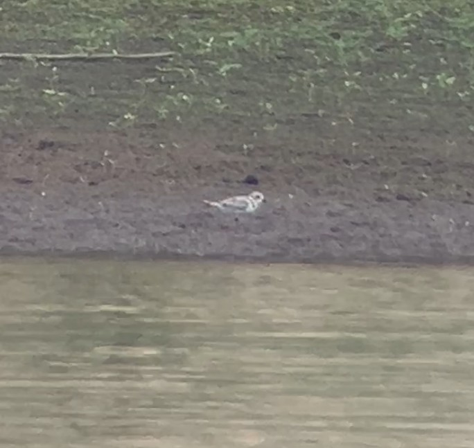 Piping Plover - ML641151685