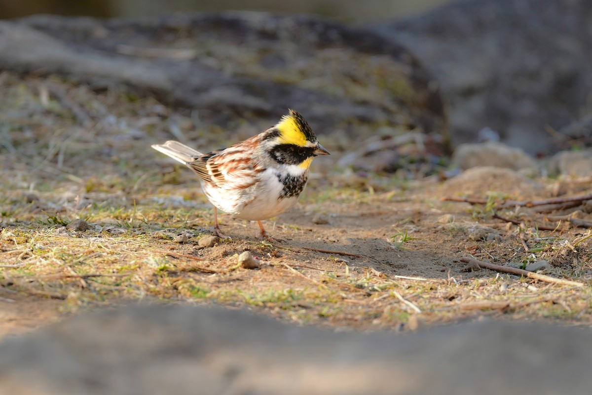 Yellow-throated Bunting - ML641151692