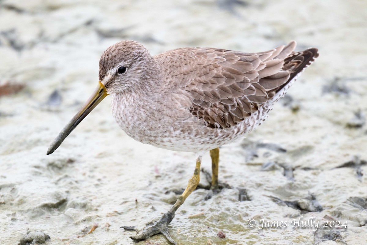 Long-billed Dowitcher - ML641151696