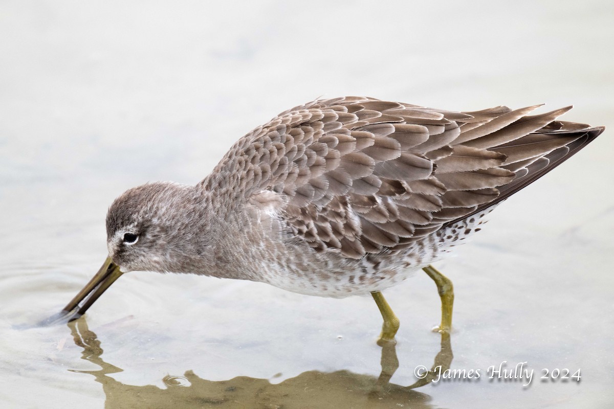 Long-billed Dowitcher - ML641151697