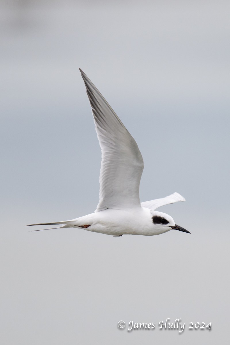 Forster's Tern - ML641151700