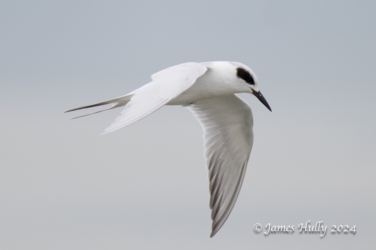 Forster's Tern - ML641151701
