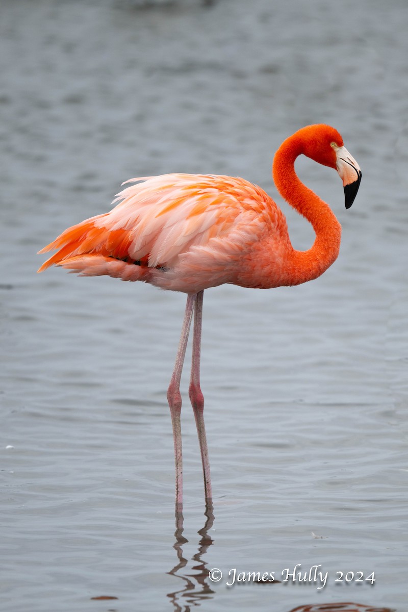 American Flamingo - ML641151711