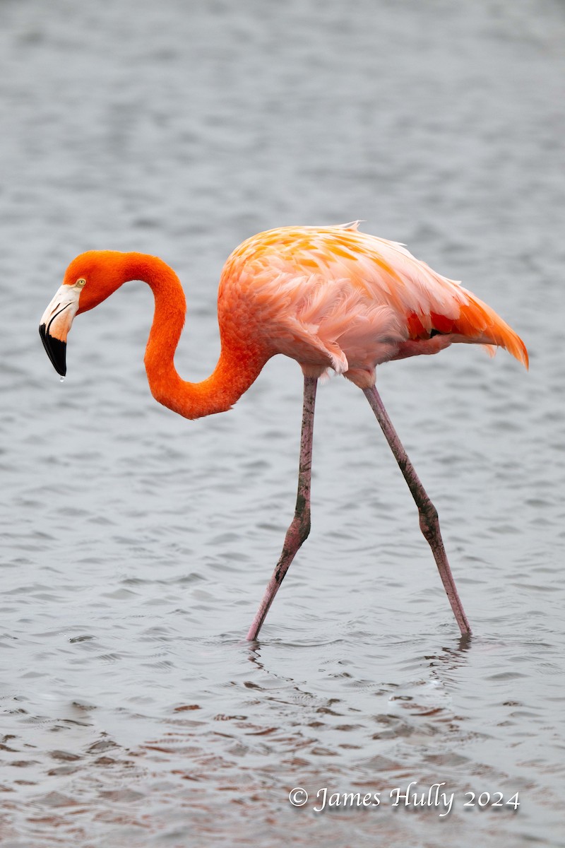 American Flamingo - ML641151712