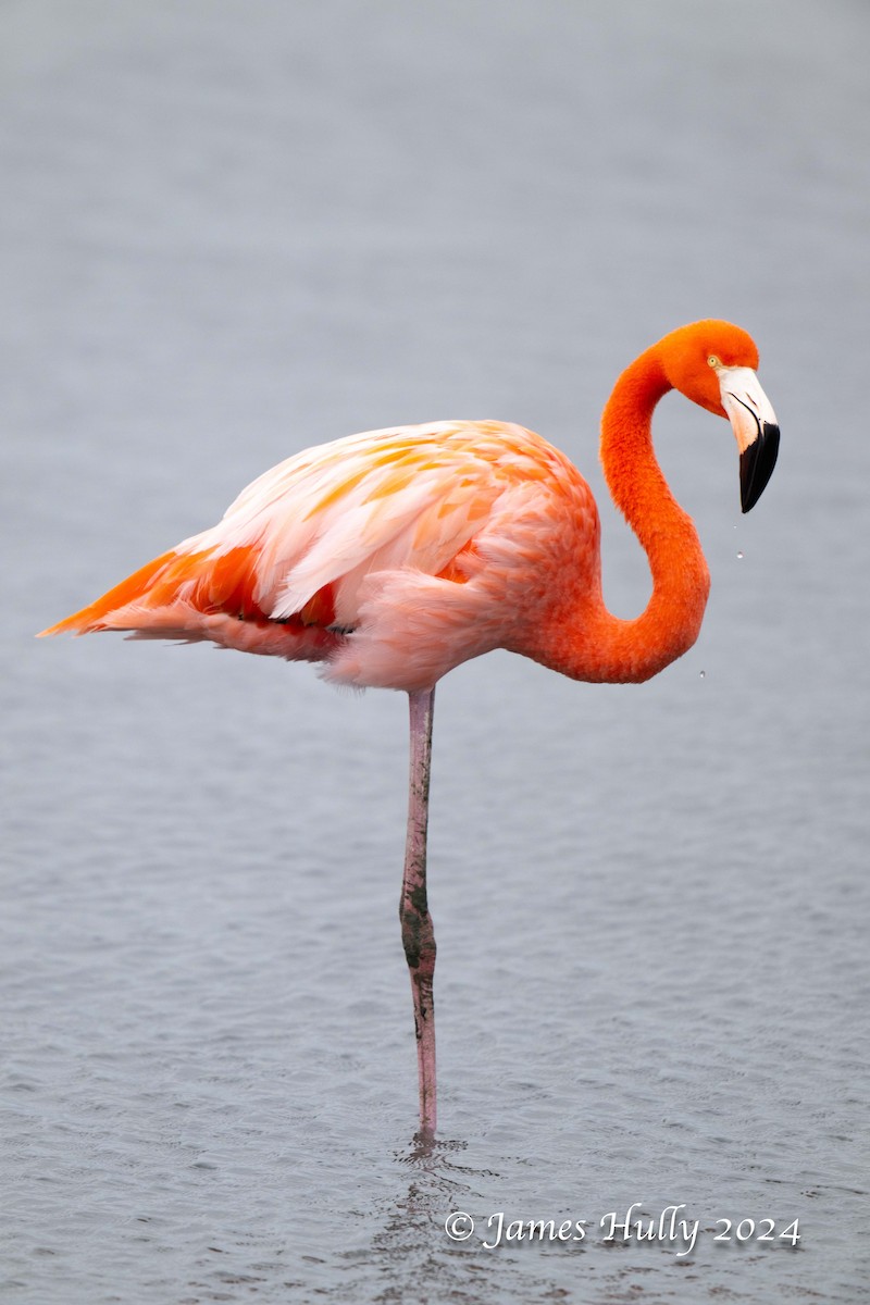 American Flamingo - ML641151713