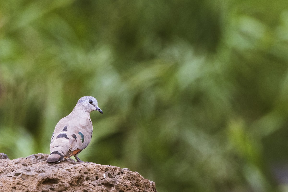 Emerald-spotted Wood-Dove - ML641151717