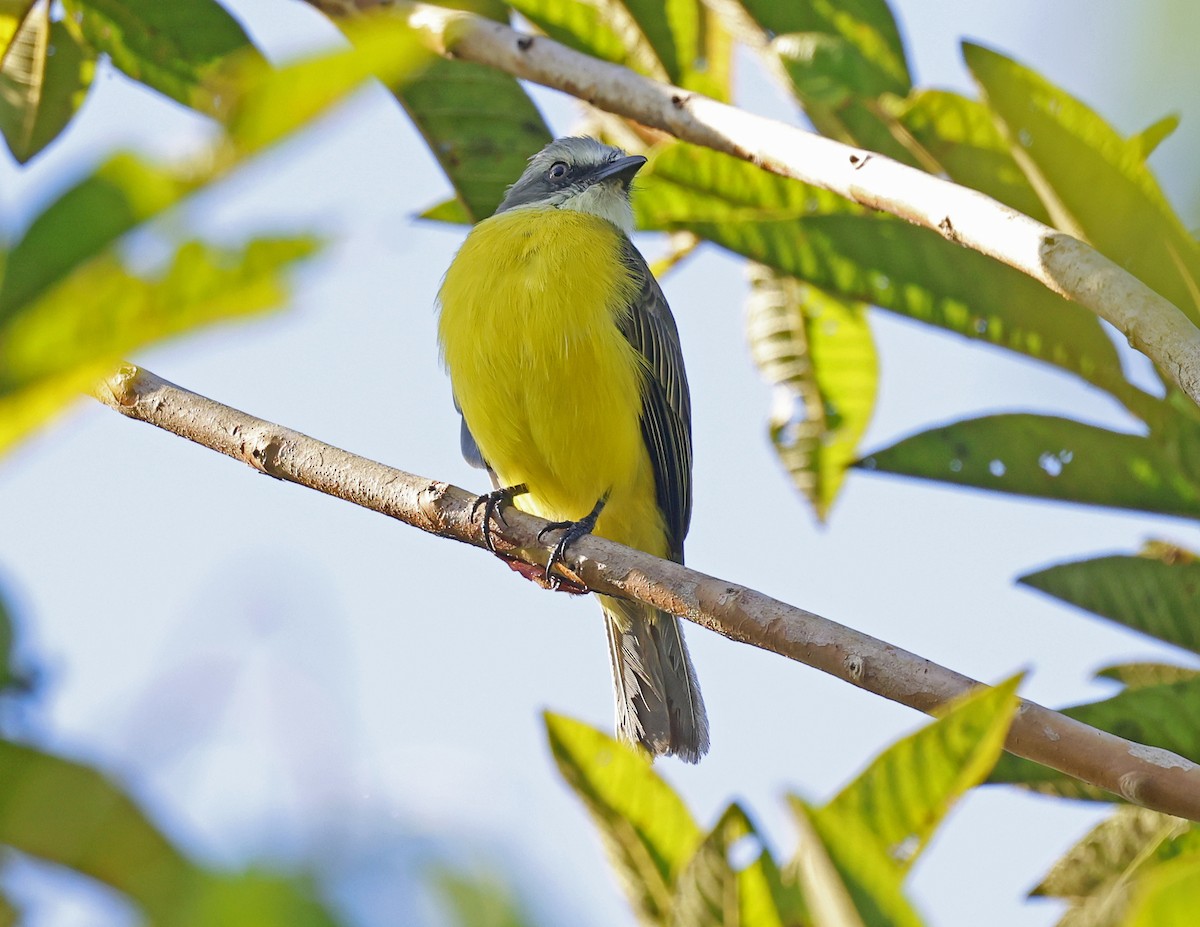 Gray-capped Flycatcher - ML641151721