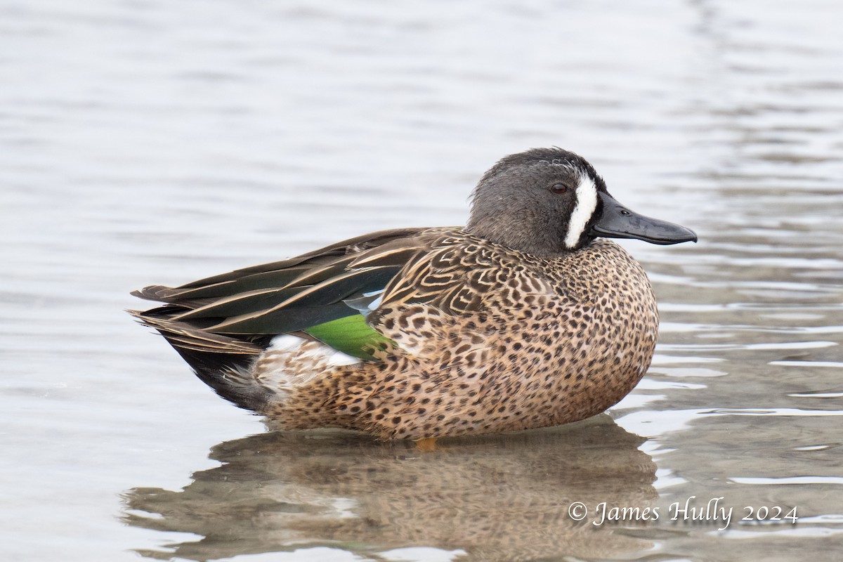 Blue-winged Teal - ML641151723