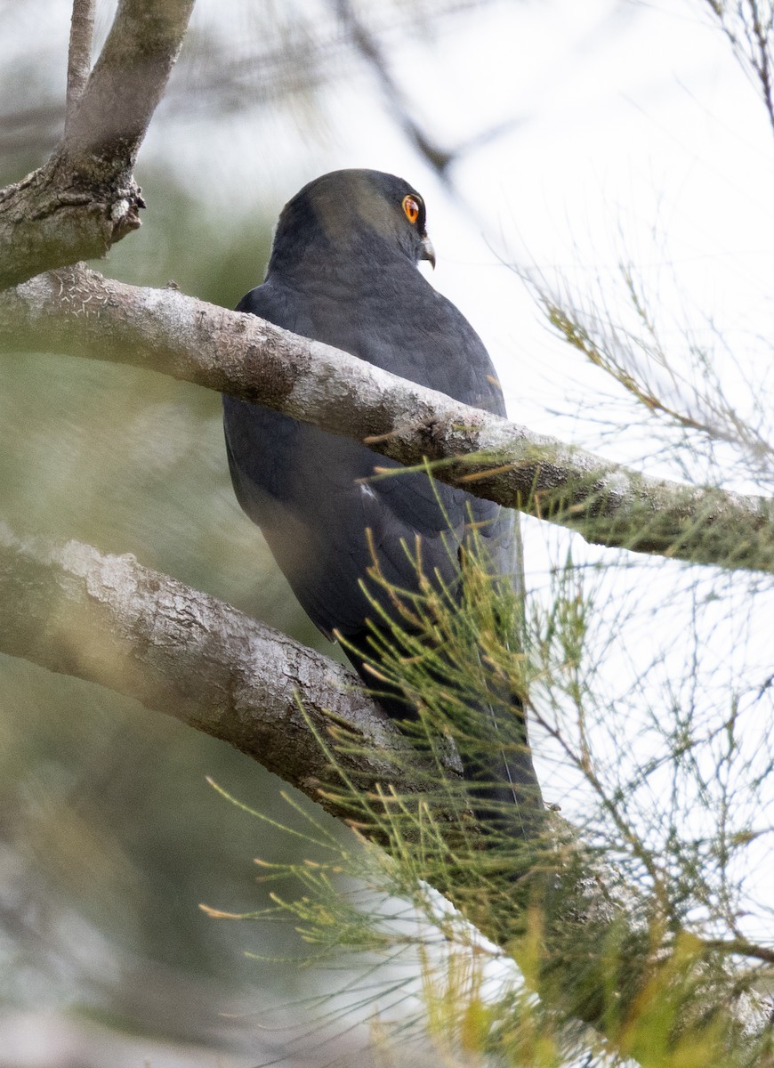 New Caledonian Goshawk - ML641151728