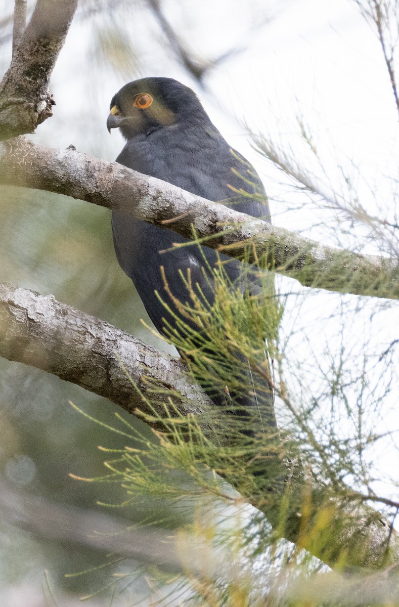 New Caledonian Goshawk - ML641151730