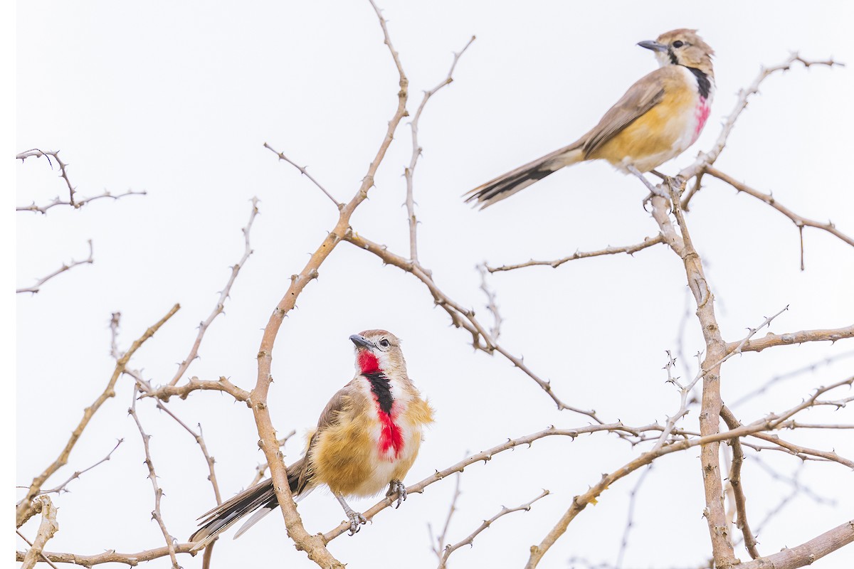 Rosy-patched Bushshrike - ML641151731