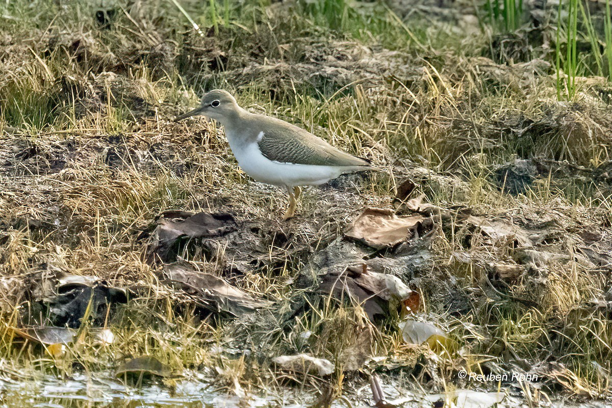 Solitary Sandpiper (solitaria) - ML641151732