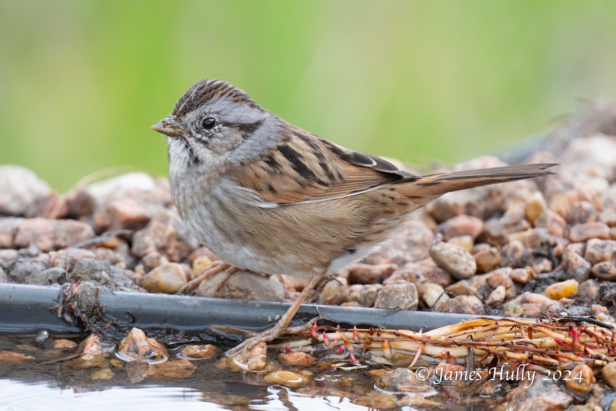 Swamp Sparrow - ML641151737