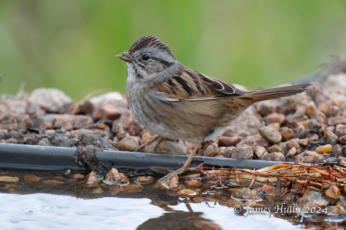 Swamp Sparrow - ML641151738