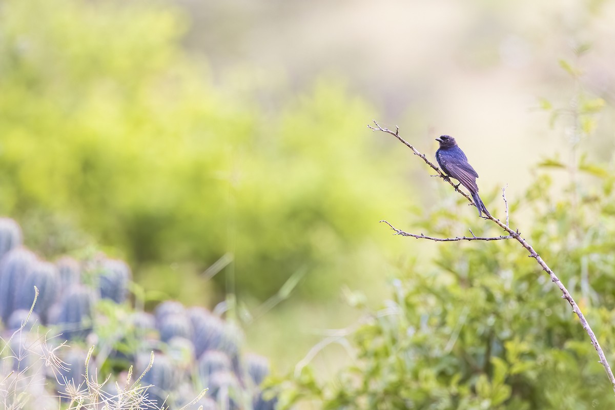 Fork-tailed Drongo - ML641151740