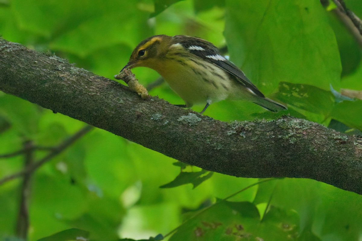 Blackburnian Warbler - ML641151745