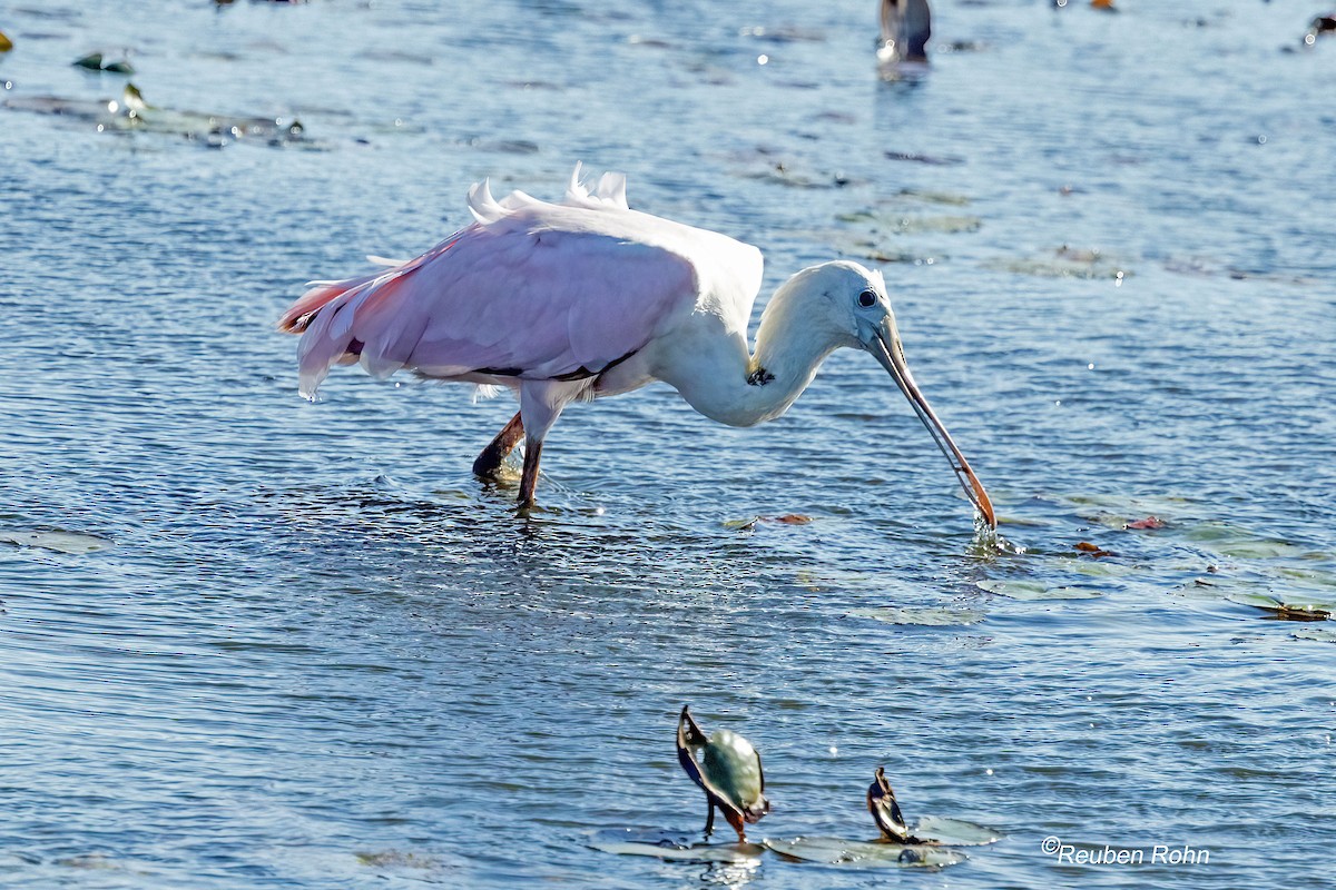 Roseate Spoonbill - ML641151758