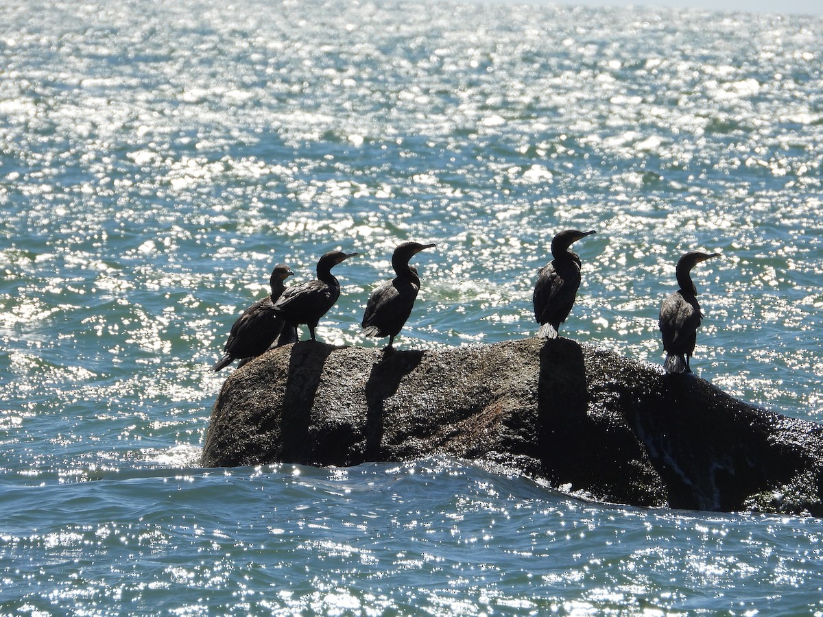 Double-crested Cormorant - ML641151761