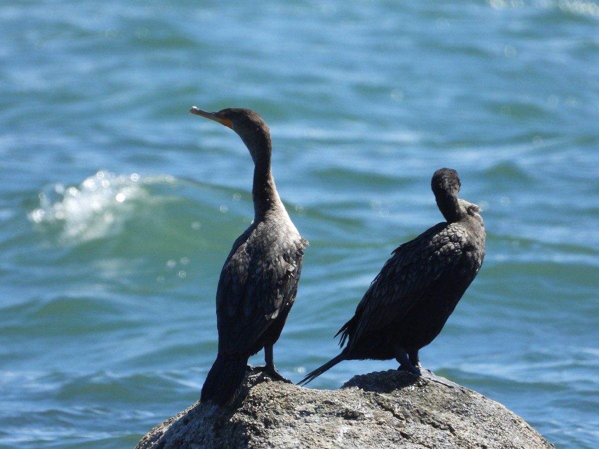 Double-crested Cormorant - ML641151762