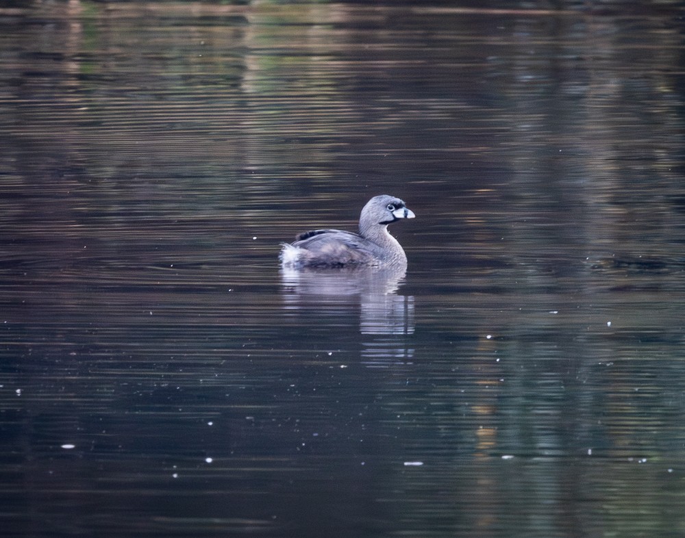 Pied-billed Grebe - ML641151771