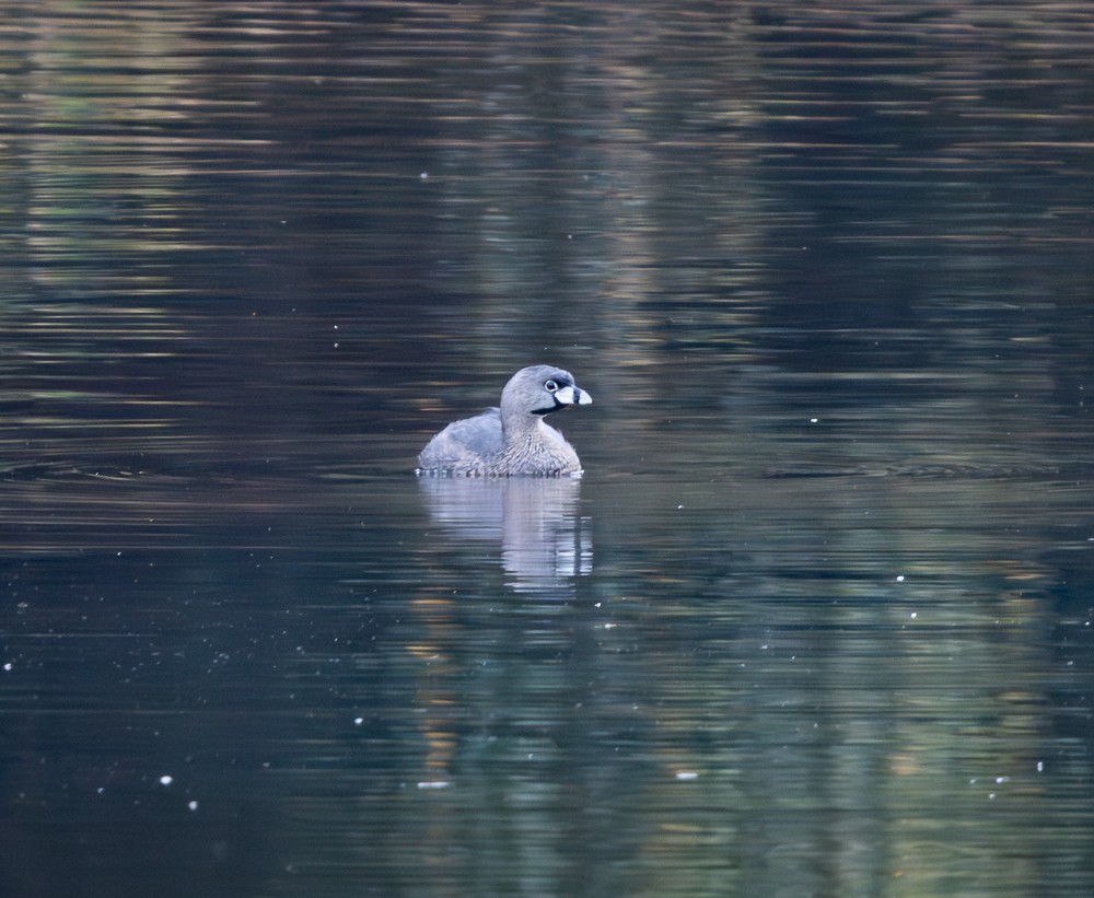 Pied-billed Grebe - ML641151772