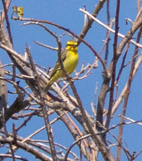 Yellow-fronted Canary - ML641151773