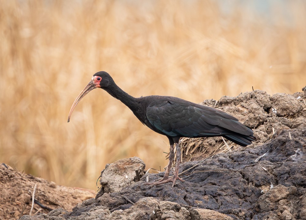 Bare-faced Ibis - ML641151778