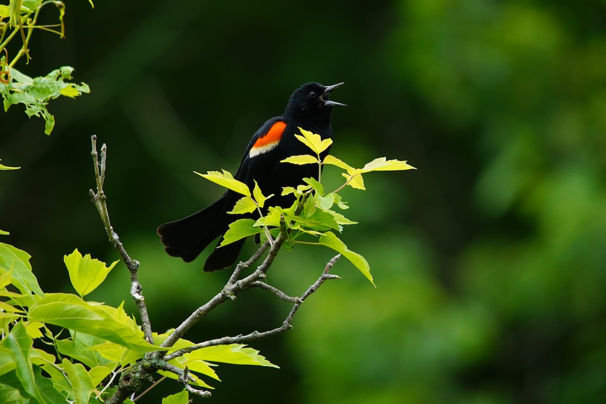 Red-winged Blackbird - ML641151780