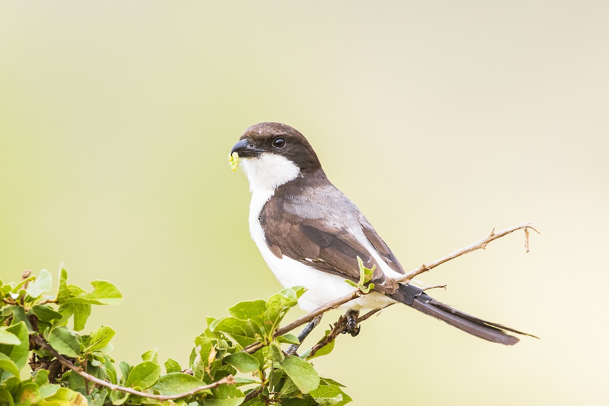 Long-tailed Fiscal - ML641151808
