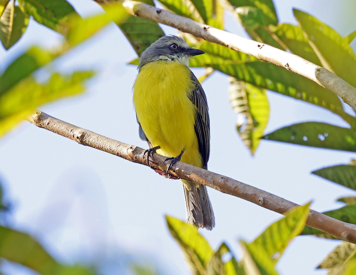 Gray-capped Flycatcher - ML641151811