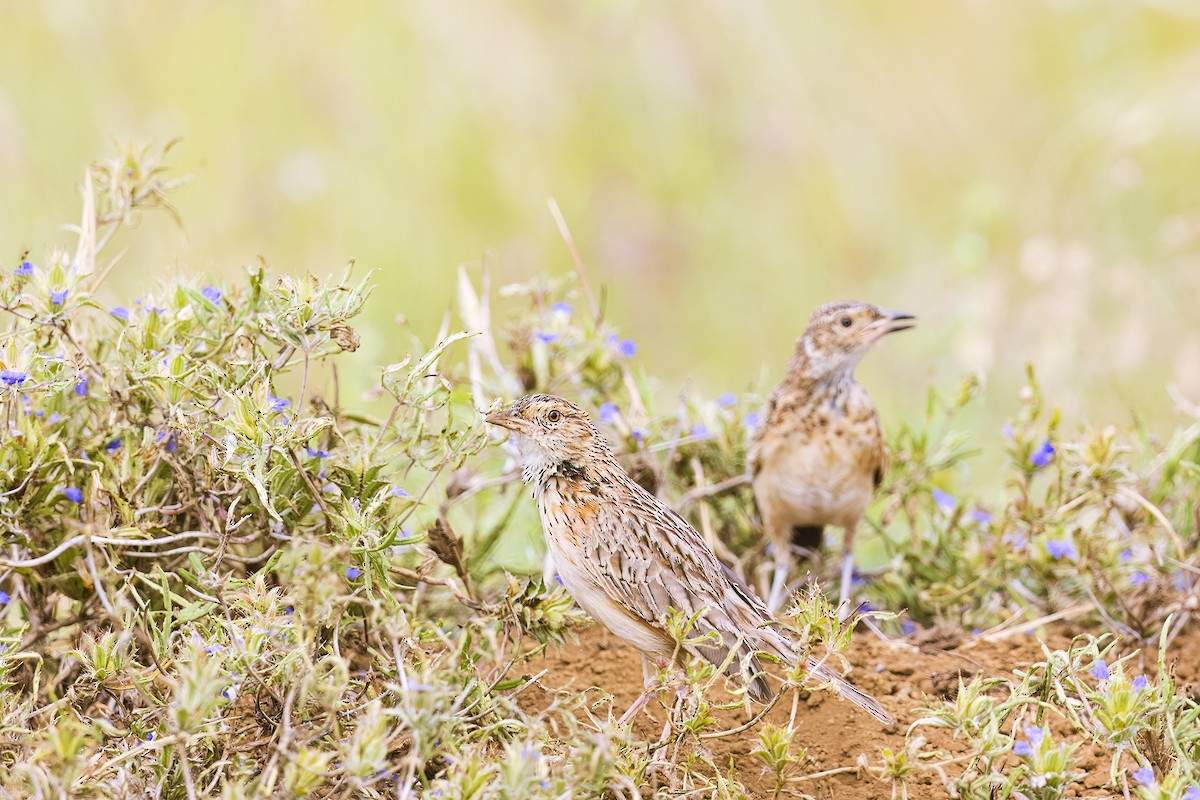 Red-winged Lark - ML641151815