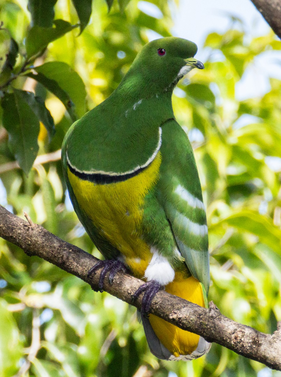 カマバネキヌバト - ML641151818