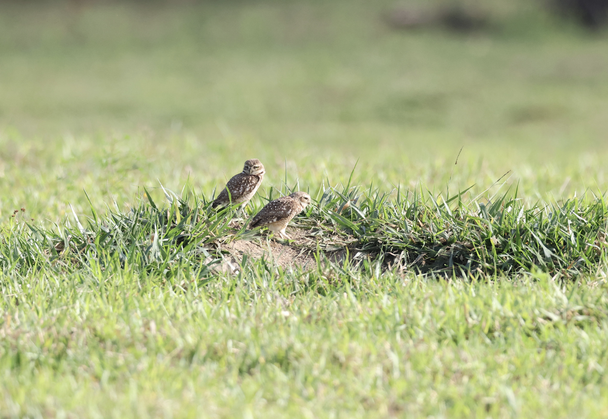 Burrowing Owl - ML641151826