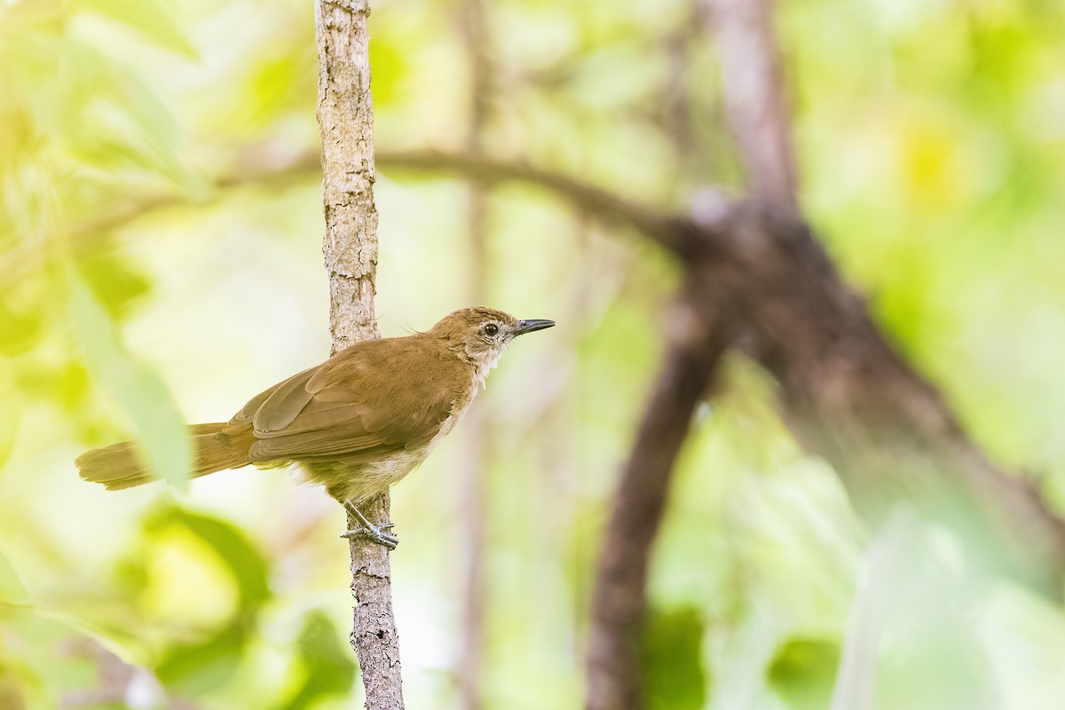 Northern Brownbul - ML641151836