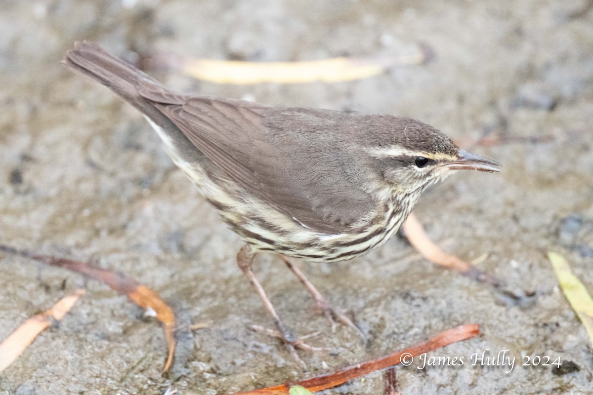 Northern Waterthrush - ML641151865