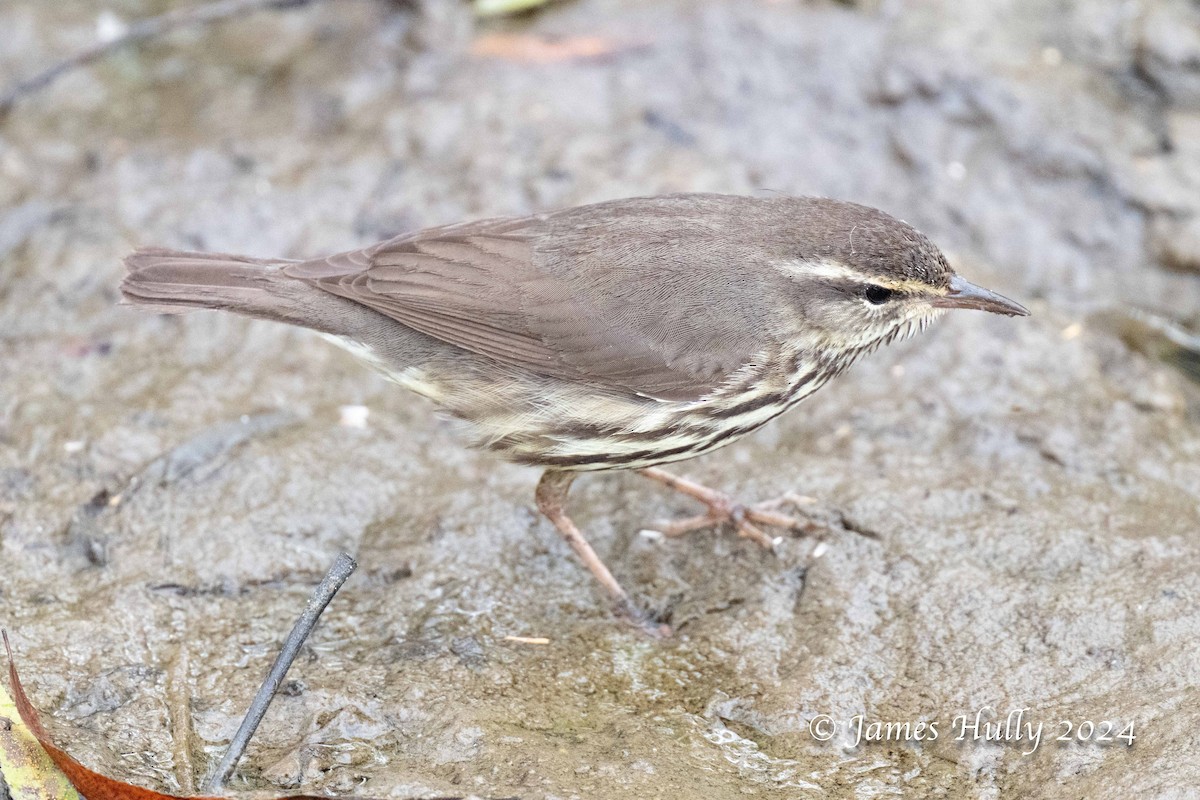 Northern Waterthrush - ML641151871
