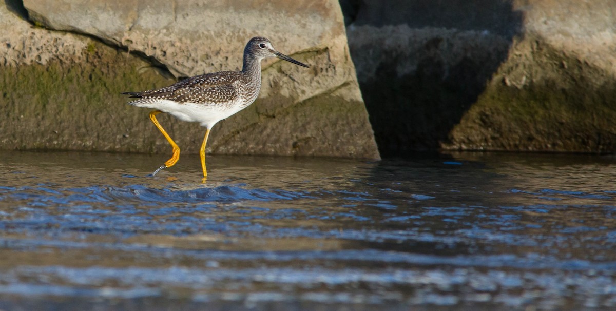 Greater Yellowlegs - ML641151875