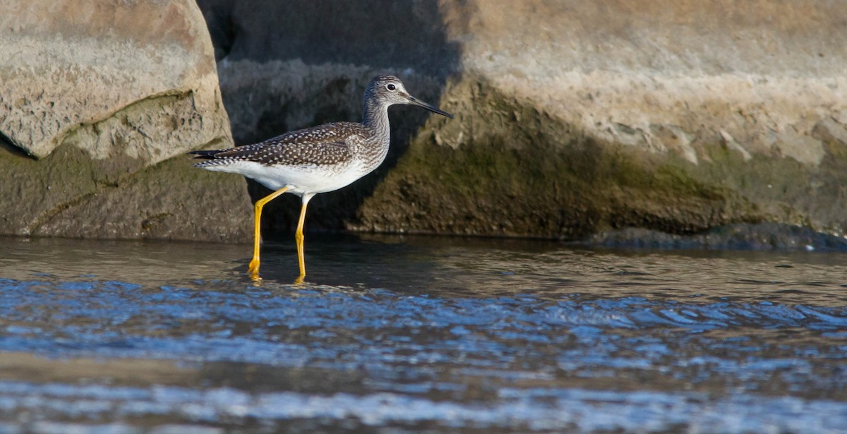 Greater Yellowlegs - ML641151876